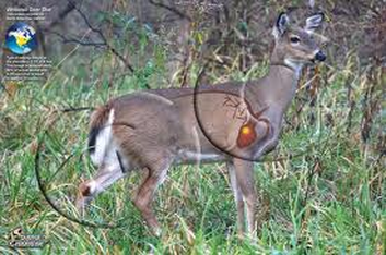 Circulatory System and Respiratory System - WhiteTail Deer