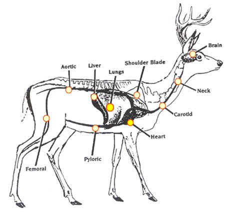 whitetail deer vital organs