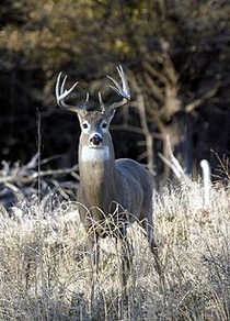 Taxonomy - WhiteTail Deer