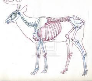 Skeletal System - WhiteTail Deer